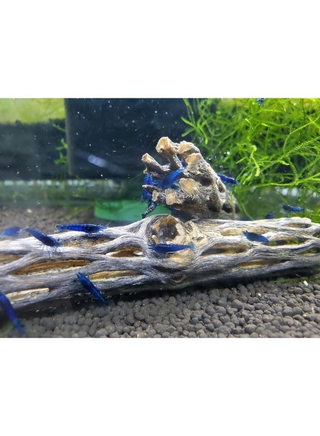 Natural Cholla Wood for Aquarium Decoration Shrimp and Fish Tank - (6 Inch) - Image 5